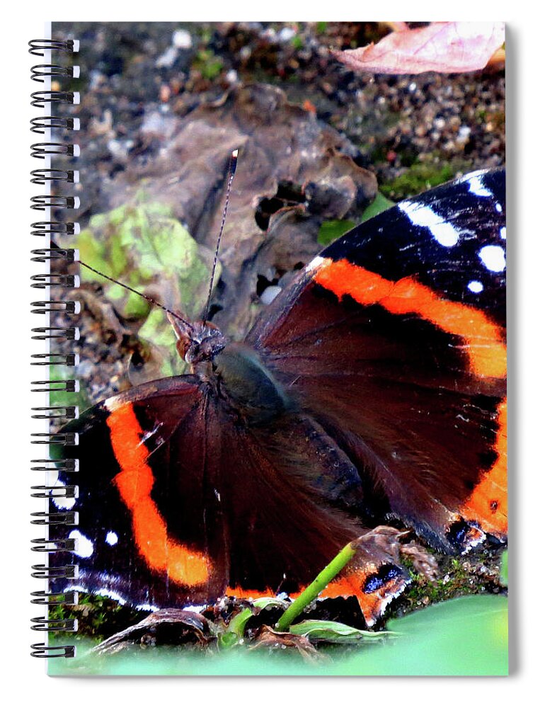 Butterfly Spiral Notebook featuring the photograph Red Admiral Butterfly by Linda Stern