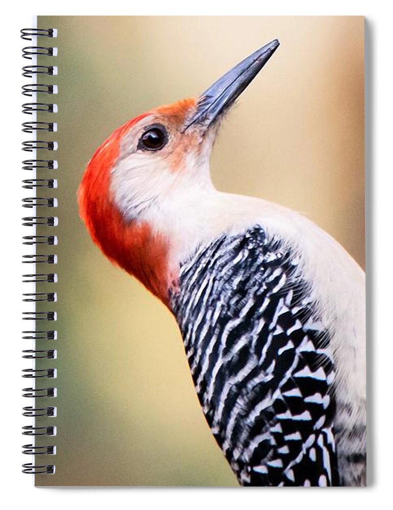 Red Bellied Woodpecker Spiral Notebook featuring the photograph Red Bellied Woodpecker - Macro by Mary Ann Artz