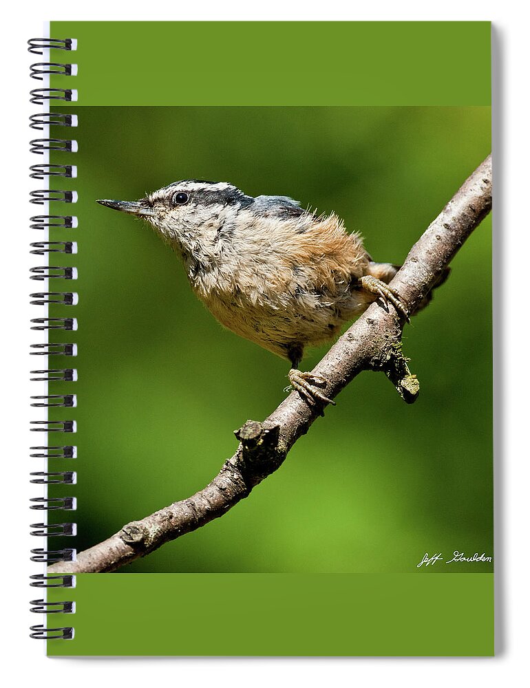 Animal Spiral Notebook featuring the photograph Red Breasted Nuthatch by Jeff Goulden