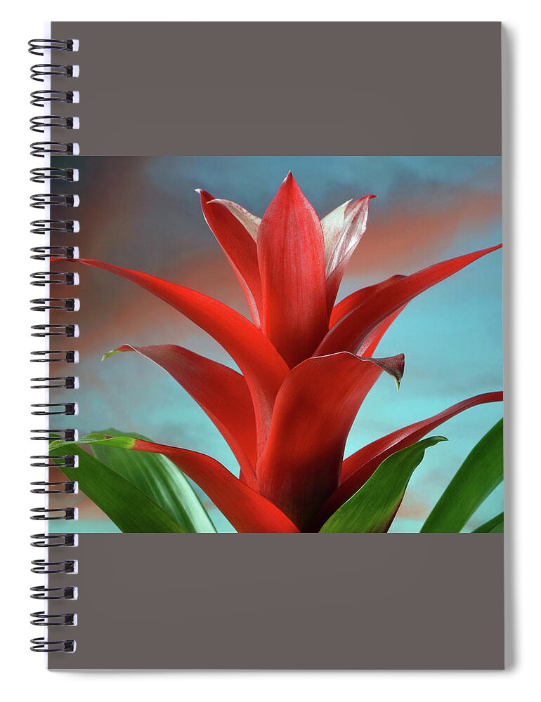 Bromeliad Spiral Notebook featuring the photograph Red Bromeliad by Terence Davis
