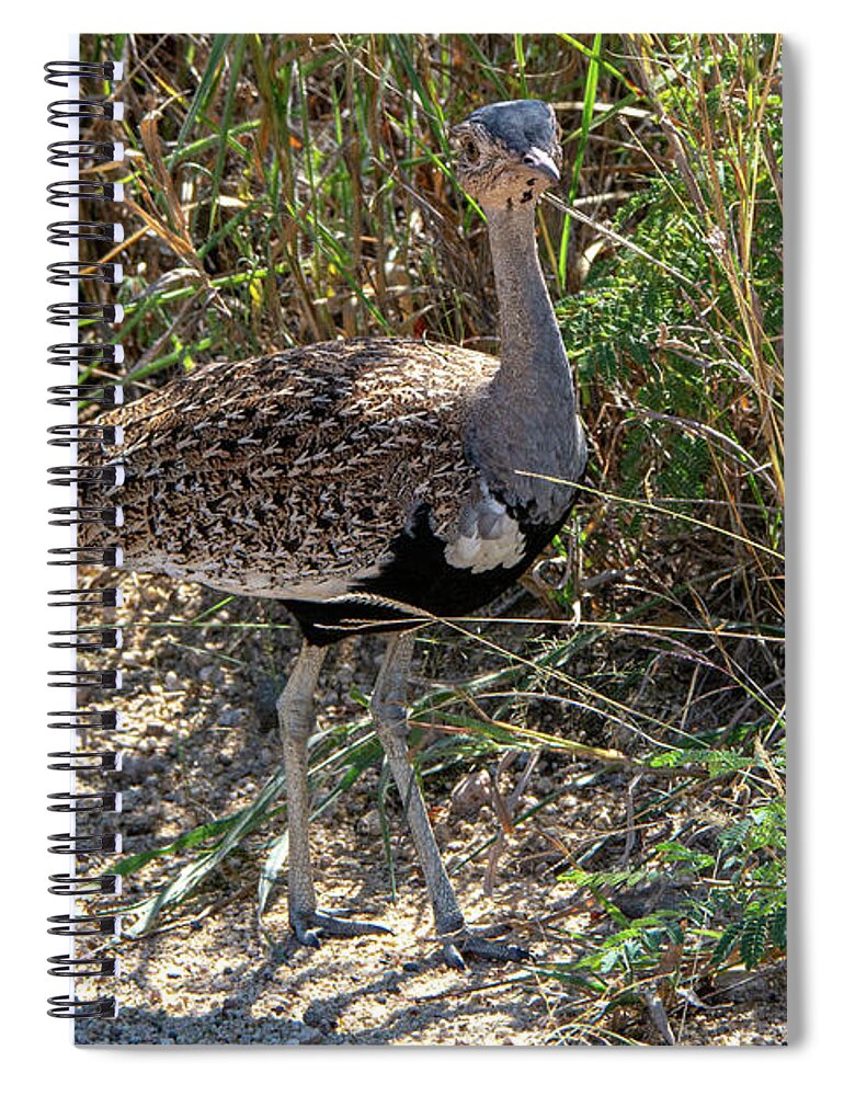 Red-crested Bustard Spiral Notebook featuring the photograph Red-Crested Bustard of Kruger by Douglas Wielfaert