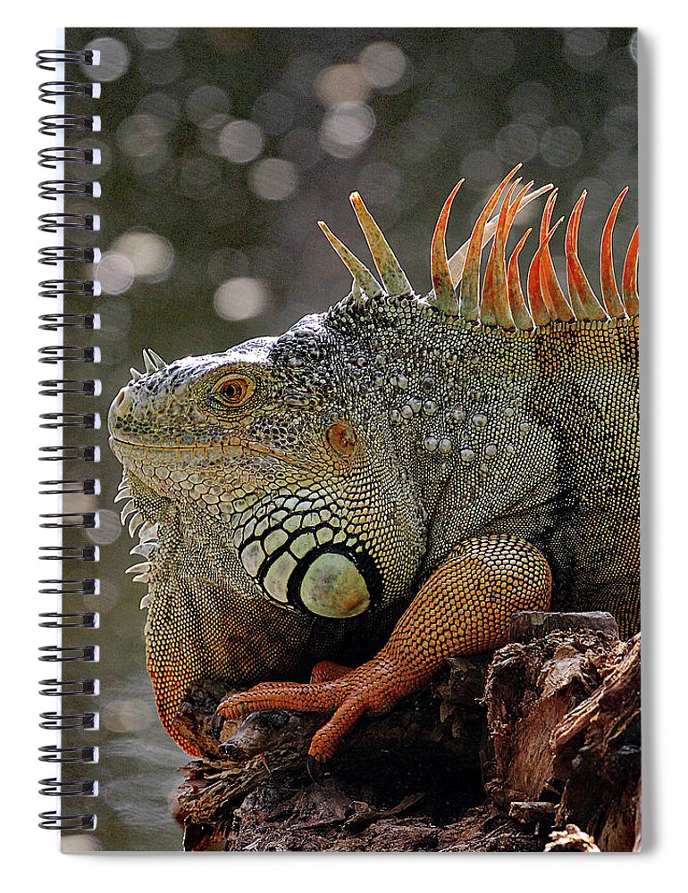 Dec 8 16-1917 Spiral Notebook featuring the photograph RED DRAGON - cr by Jennifer Robin