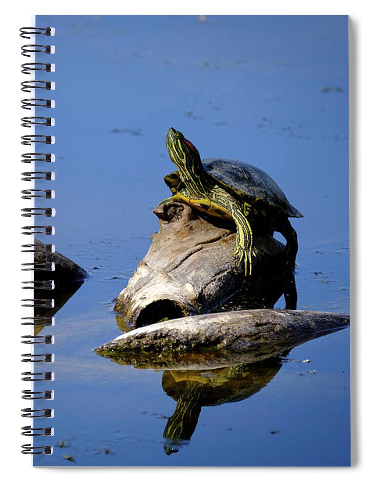 Albuquerque Spiral Notebook featuring the photograph Red Eared Slider Basking in the Sun by Mary Lee Dereske