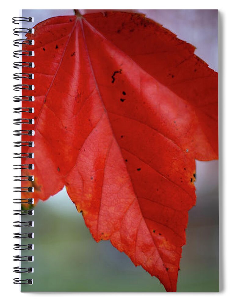 Leaf Spiral Notebook featuring the photograph Red Fall Leaf by Laura Smith