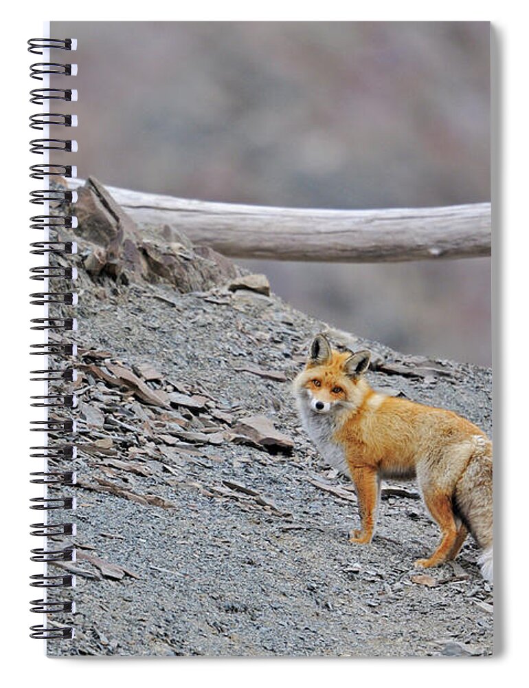 Red Fox In India Spiral Notebook by Aditya Singh 