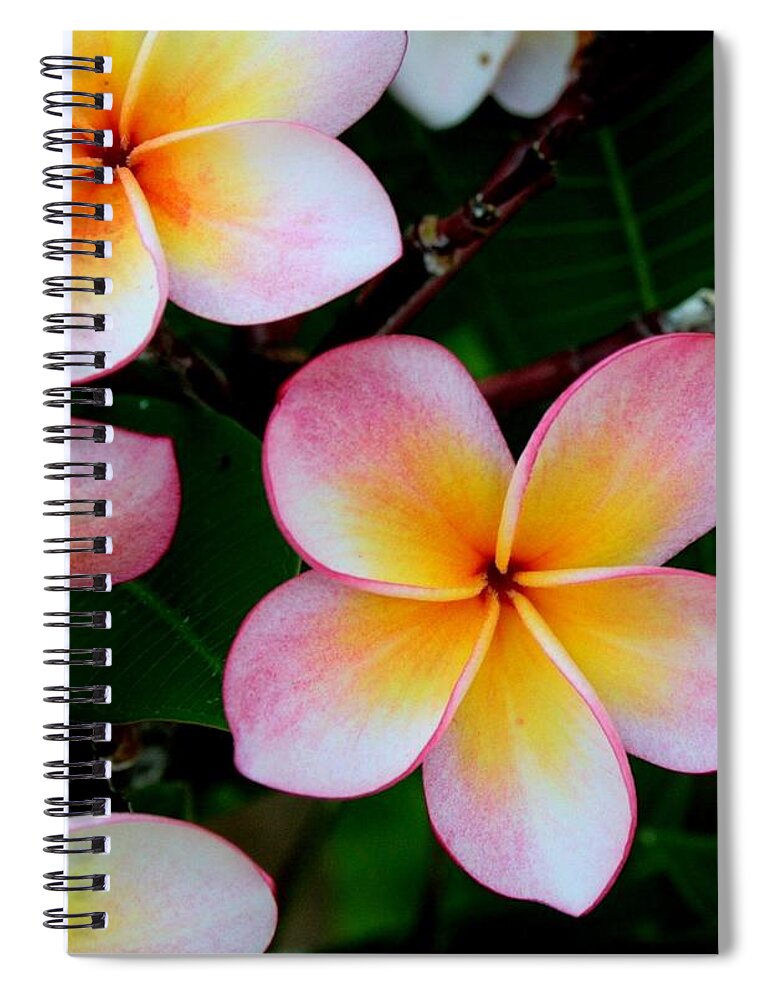 Amusement Park Spiral Notebook featuring the photograph Red Frangipani Bunch by I M Swaminathan