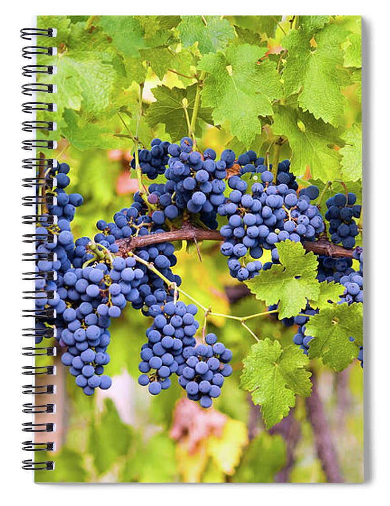 Pinot Noir Grape Spiral Notebook featuring the photograph Red Grape by Bamby-bhamby