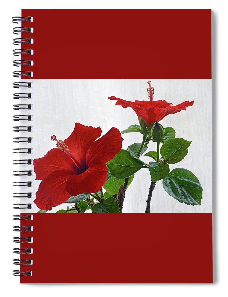 Hibiscus Spiral Notebook featuring the photograph Red Hibiscus Duo by Terence Davis