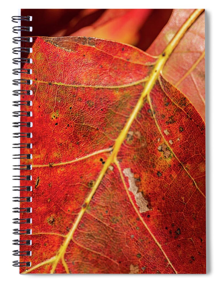 Fall Spiral Notebook featuring the photograph Nature Photography - Fall Leaves by Amelia Pearn