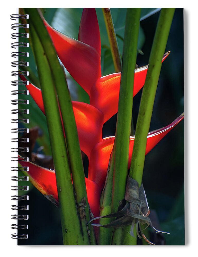 Kauai Spiral Notebook featuring the photograph Red Lobster Claw Heliconia by Doug Davidson