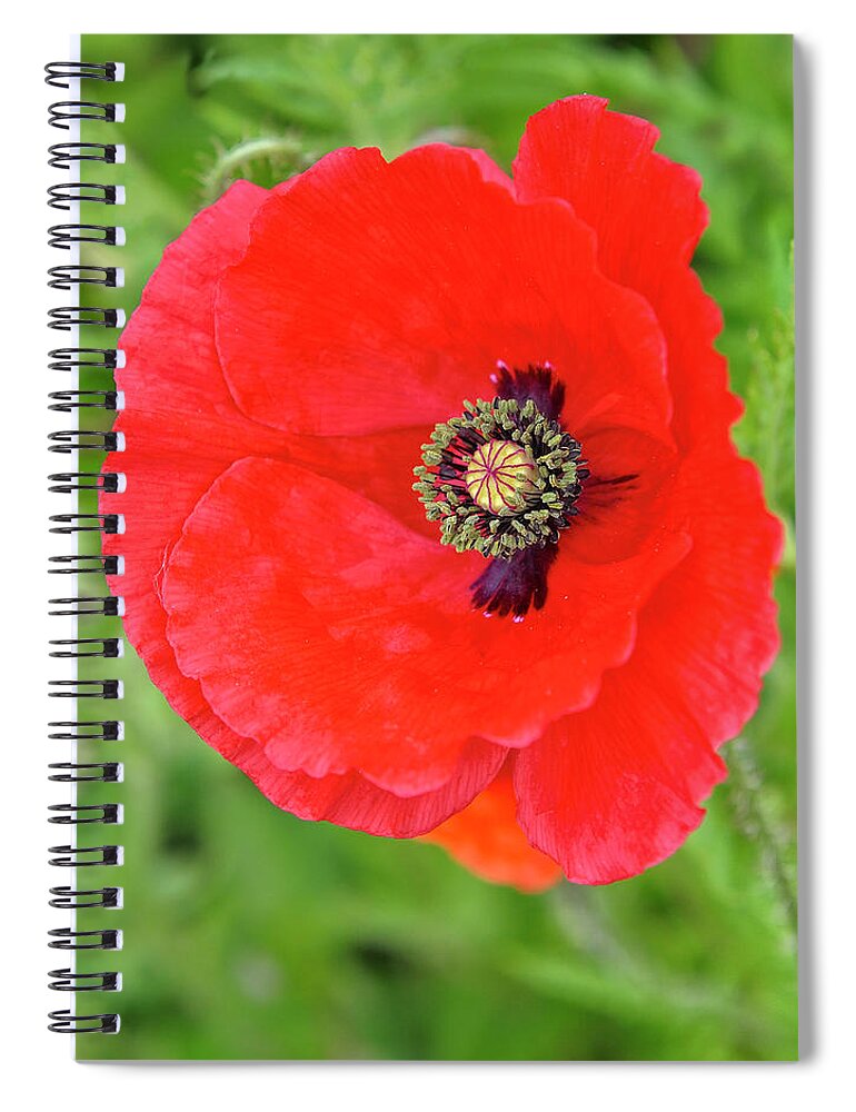 Red Poppy Spiral Notebook featuring the photograph Red Poppy Square by Marianne Campolongo