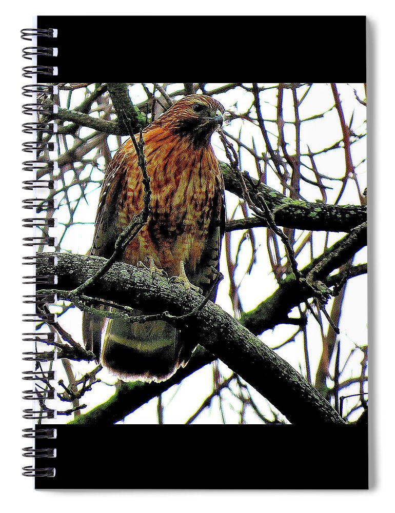 Red-shouldered Hawk Spiral Notebook featuring the photograph Red-Shouldered Hawk on the Lookout by Linda Stern