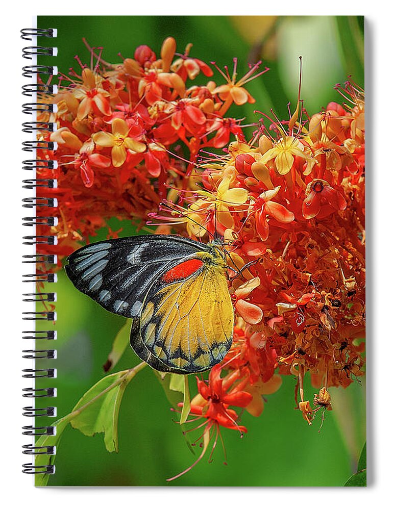 Nature Spiral Notebook featuring the photograph Red-spot Jezebel Butterfly DTHN0235 by Gerry Gantt