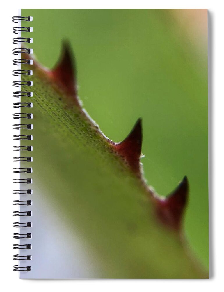 Succulent Plant Spiral Notebook featuring the photograph Red Thorns Closeup by Jori Reijonen
