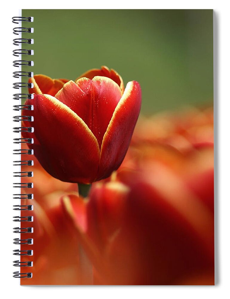 Netherlands Spiral Notebook featuring the photograph Red Tulip Against A Soft Background by Chantal