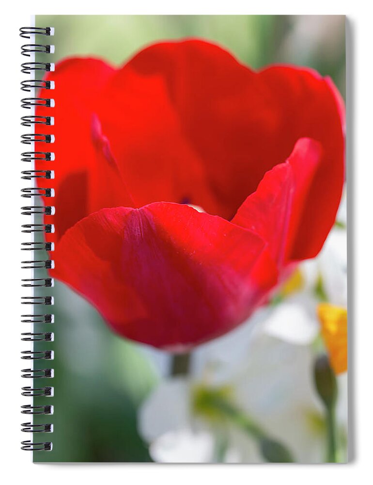 Flower Spiral Notebook featuring the photograph Red Tulip by Dawn Cavalieri