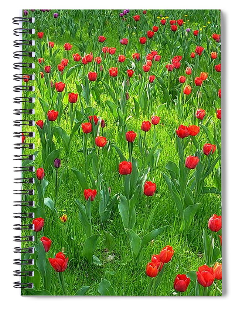 Berlin Spiral Notebook featuring the photograph Red Tulip Garden by Dieter Palm Berlin