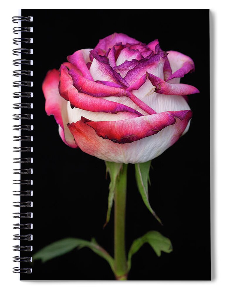 Black Background Spiral Notebook featuring the photograph Red White Rose by Crystal Wightman