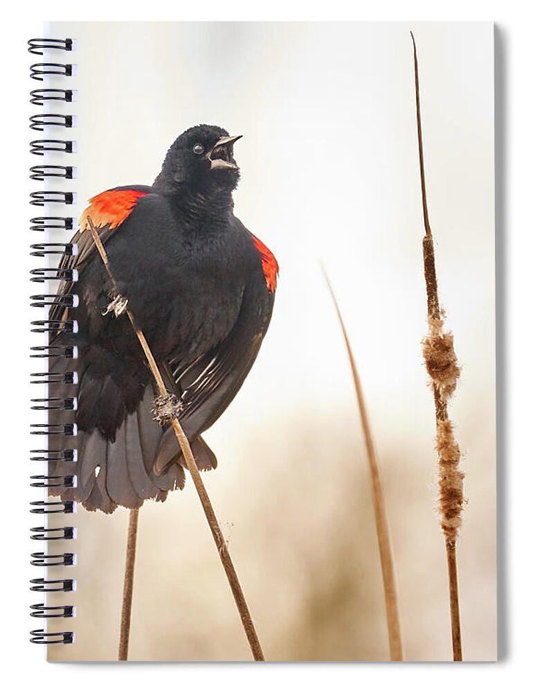 Red-winged Blackbird Spiral Notebook featuring the photograph Red-winged Blackbird Claims His Spot by Jim Hughes