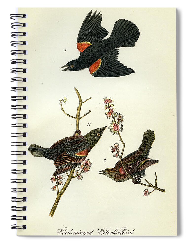 Bird Spiral Notebook featuring the mixed media Red-Winged Black-Bird by Unknown