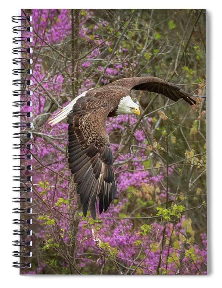 Wildlife Spiral Notebook featuring the photograph Redbud and Eagle by C Renee Martin