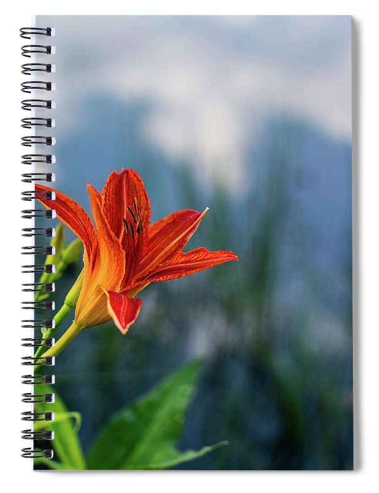 Tiger Lily Spiral Notebook featuring the photograph Reflections on a Tiger Lily by Douglas Wielfaert