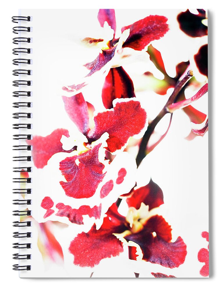 White Background Spiral Notebook featuring the photograph Remontant Hybrid Orchid by Mike Hill
