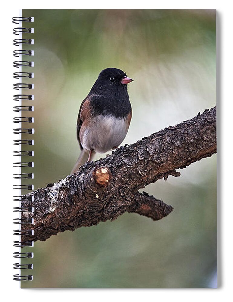 Bird Spiral Notebook featuring the photograph Resting Bird by Robert WK Clark
