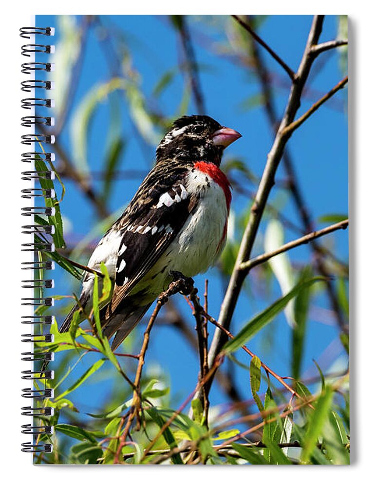 Bird Spiral Notebook featuring the photograph Resting Rose Breasted Grosbeak by David Morefield