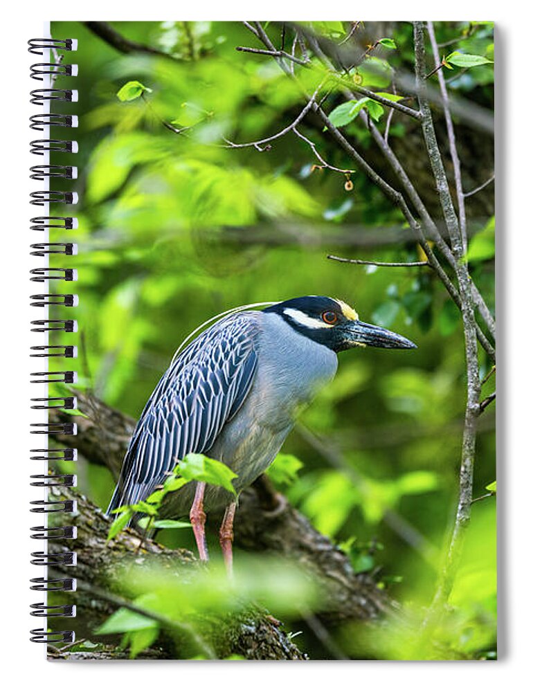 Yellow Crowned Night Heron Spiral Notebook featuring the photograph Resting Yellow Crowned Night Heron by Jennifer White