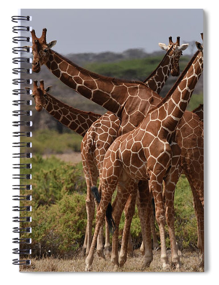 Africa Spiral Notebook featuring the photograph Reticulated Giraffes Samburu by Steve Somerville