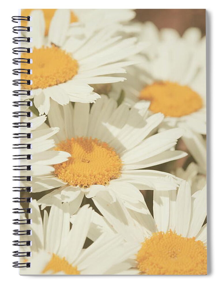 Petal Spiral Notebook featuring the photograph Retro Daisies by Poppy Thomas-hill