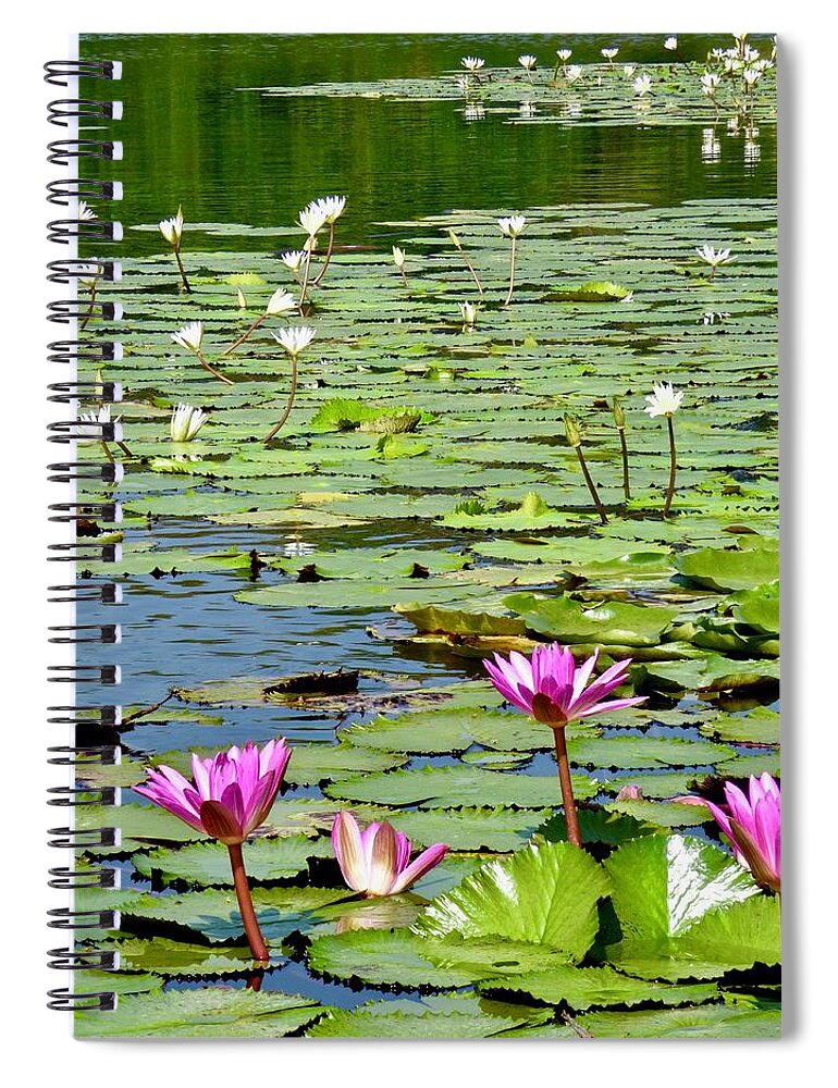 Guatemala Spiral Notebook featuring the photograph Rio Dulce Water Lilies by Amelia Racca