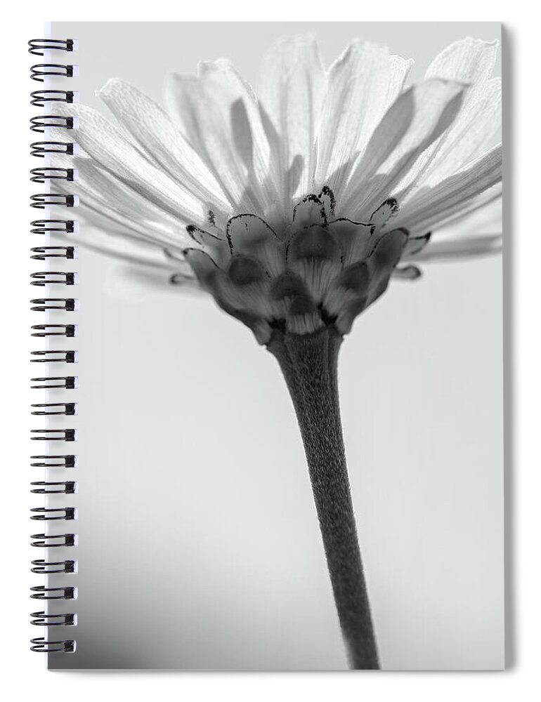 Flower Spiral Notebook featuring the photograph Rise Up Grayscale by Mary Anne Delgado