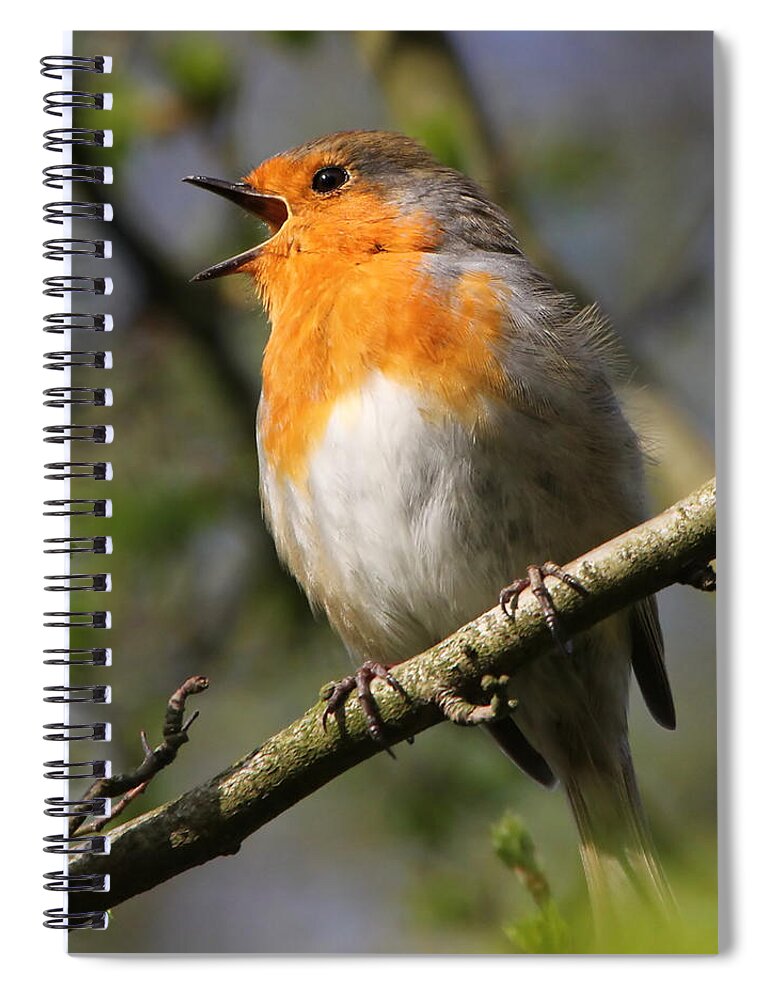 Animal Themes Spiral Notebook featuring the photograph Robin Standing On Branch by Ger Bosma