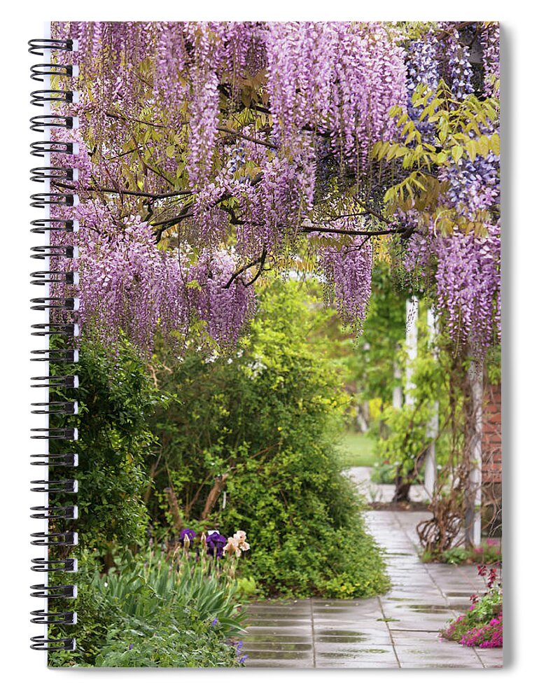 Jenny Rainbow Fine Art Photography Spiral Notebook featuring the photograph Romantic Blooms of Pink Wisteria Honbeni by Jenny Rainbow