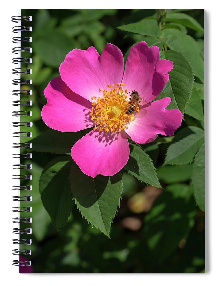 Rose Spiral Notebook featuring the photograph Rosa Complicata by Dawn Cavalieri