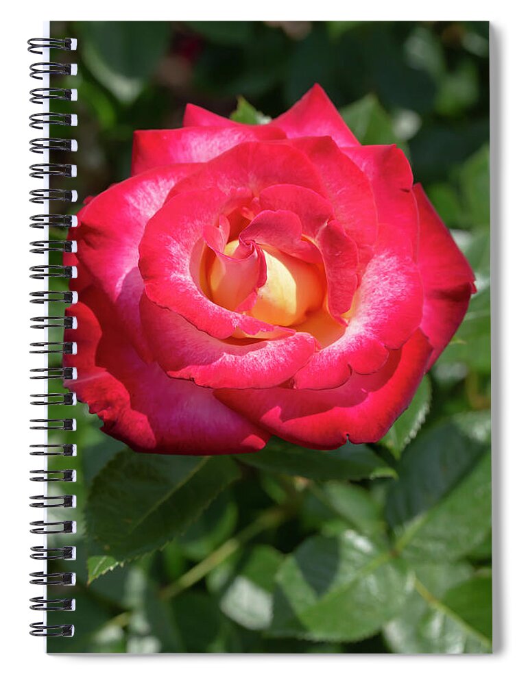 Rose Spiral Notebook featuring the photograph Rosa Dick Clark by Dawn Cavalieri