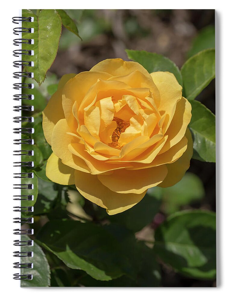 Rose Spiral Notebook featuring the photograph Rosa Golden Fairy Tale by Dawn Cavalieri