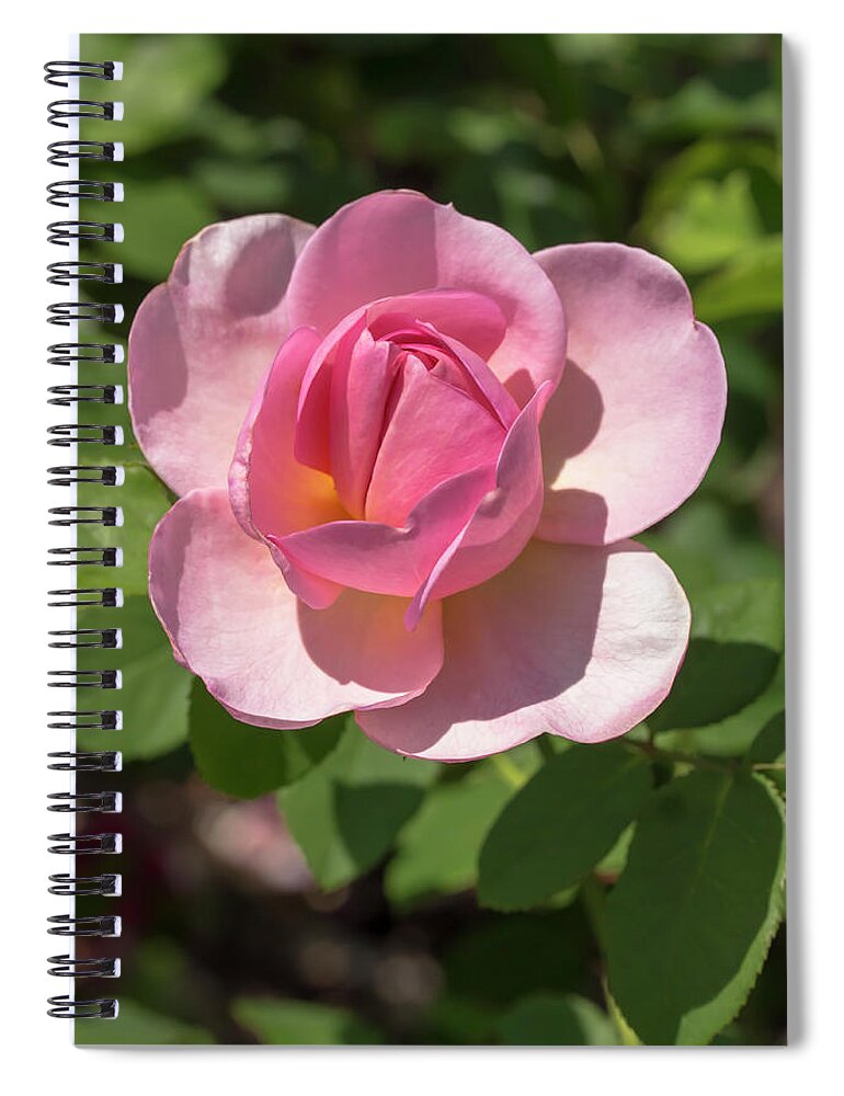 Flower Spiral Notebook featuring the photograph Rosa Good Show by Dawn Cavalieri