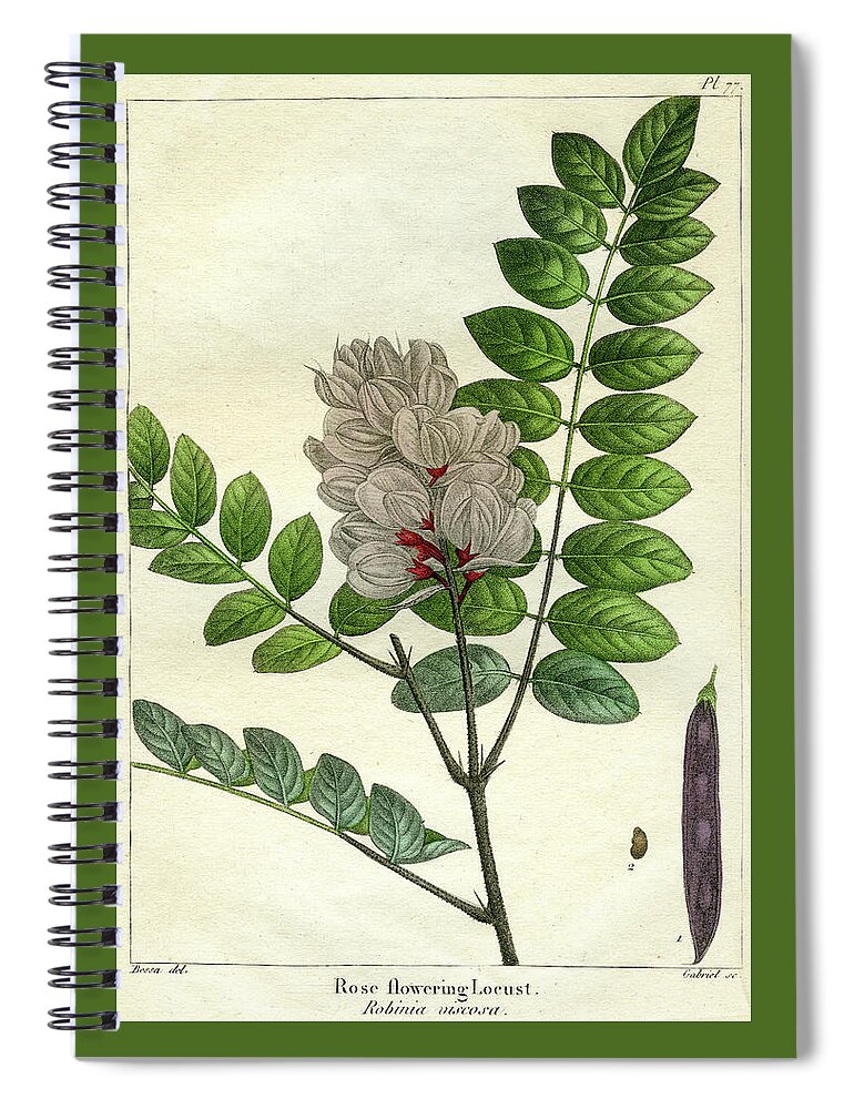 Rose Flowering Locust Spiral Notebook featuring the mixed media Rose Flowering Locust by Unknown