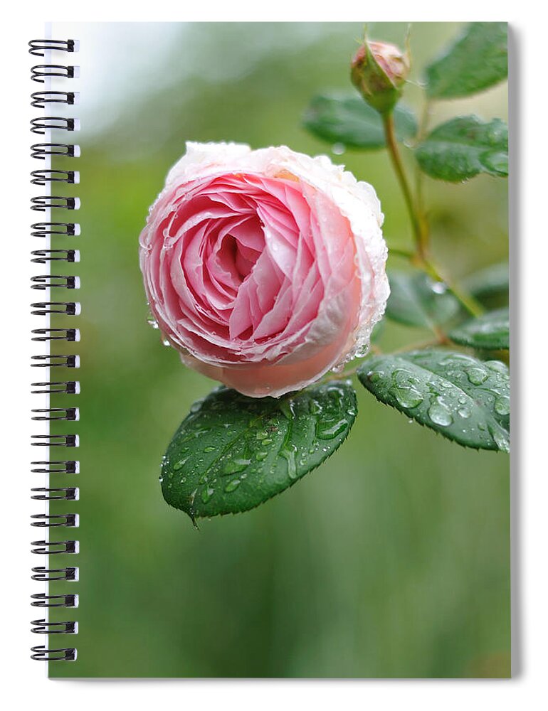 Bud Spiral Notebook featuring the photograph Rose Geoff Hamilton by Myu-myu