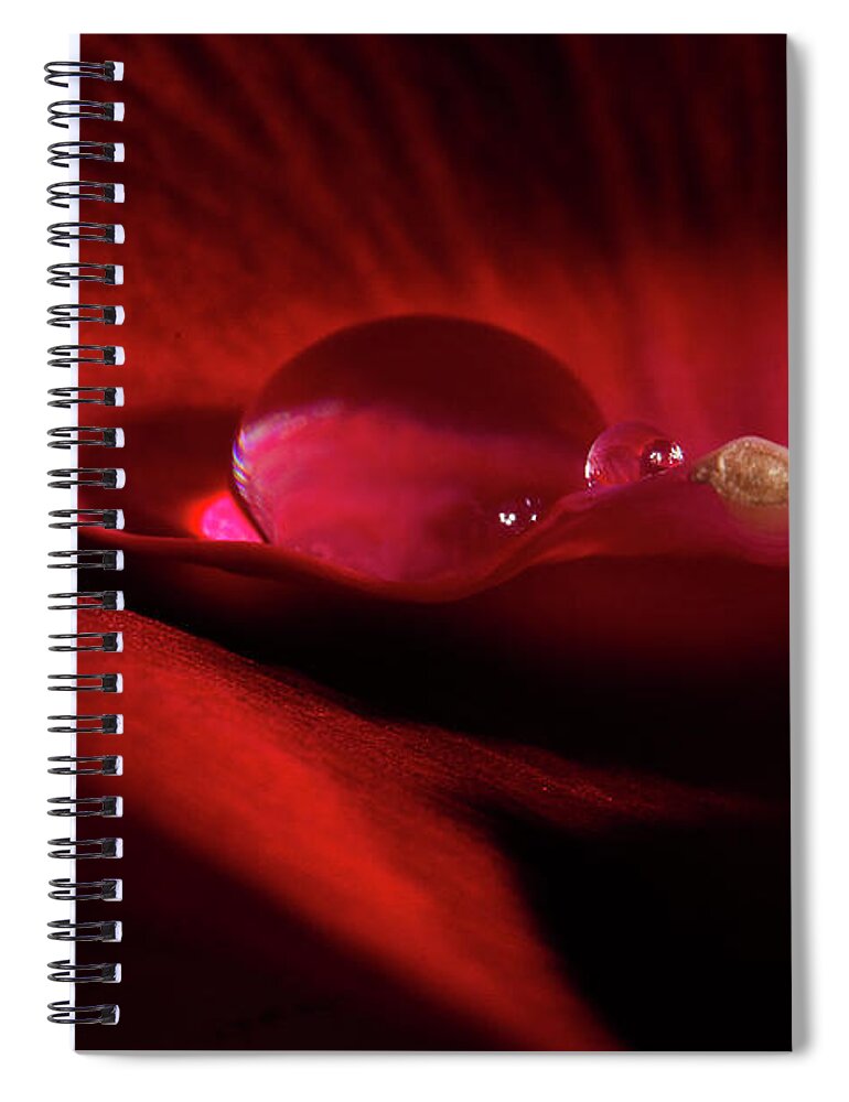 Rose Spiral Notebook featuring the photograph Rose Petal Droplet by Mike Eingle
