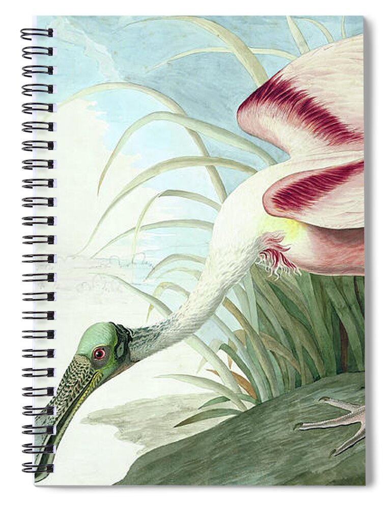 Roseate Spoonbill Spiral Notebook featuring the painting Roseate Spoonbill, Platalea Ajaja Audubon by John James Audubon