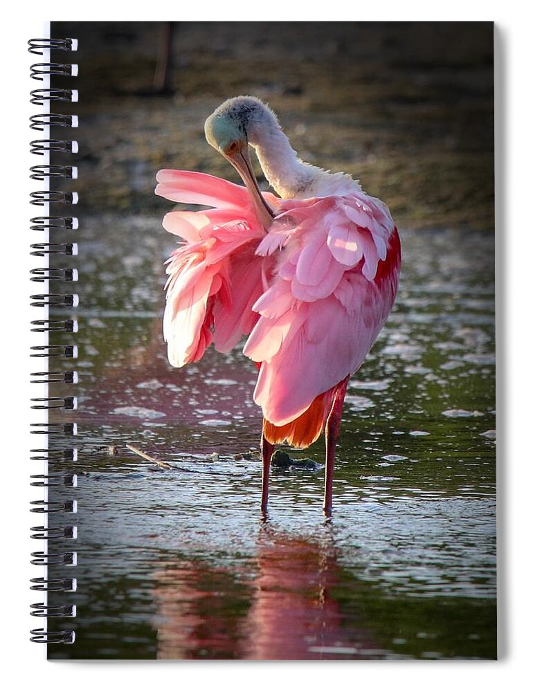 Tranquil Spiral Notebook featuring the photograph Roseate Spoonbill by Susan Rydberg