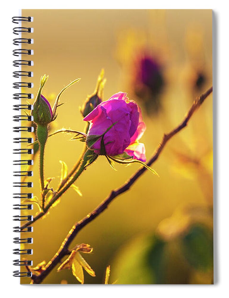 Bulgaria Spiral Notebook featuring the photograph Roses In Gold by Evgeni Dinev