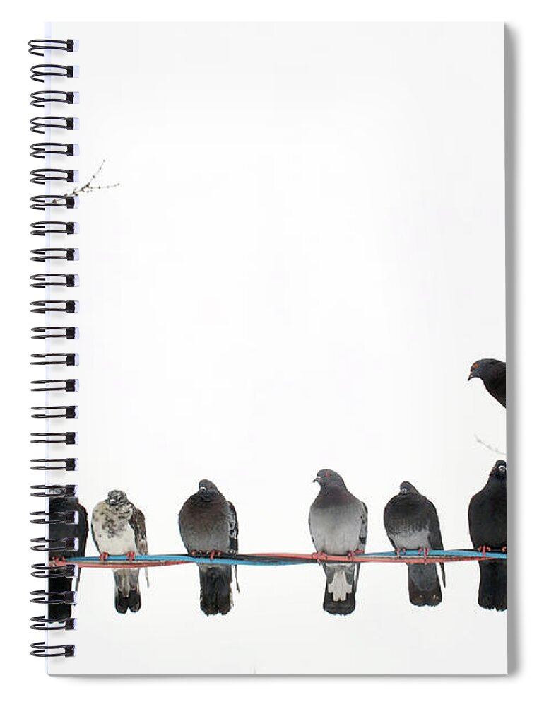 In A Row Spiral Notebook featuring the photograph Row Of Pigeons On Wire by Ernest Mcleod