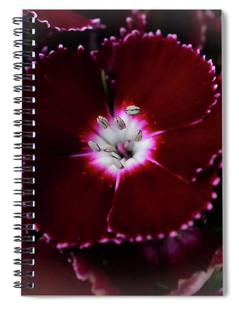 Outdoors Spiral Notebook featuring the photograph Royalty flower by Silvia Marcoschamer