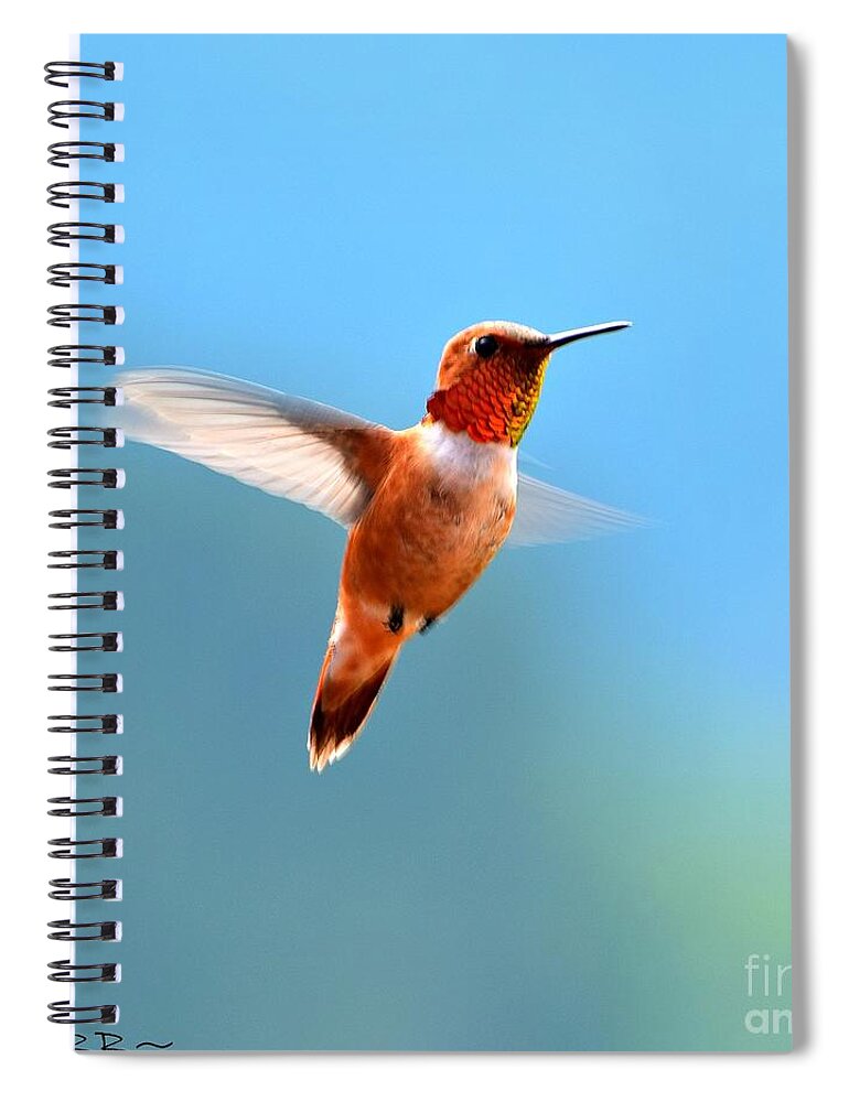 Hummingbird Spiral Notebook featuring the photograph Rufous in Flight by Dorrene BrownButterfield
