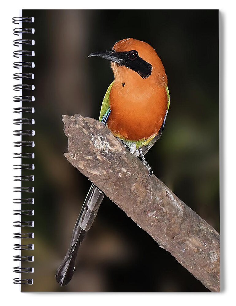 Panama Birds Spiral Notebook featuring the photograph Rufus Motmot by Alan Lenk